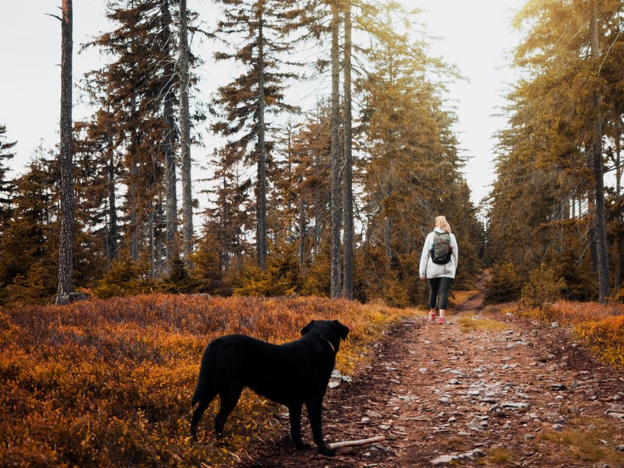 Paseo con perro en bosque otoñal